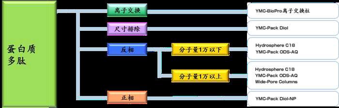 蛋白質(zhì)分析的YMC色譜柱選擇指南